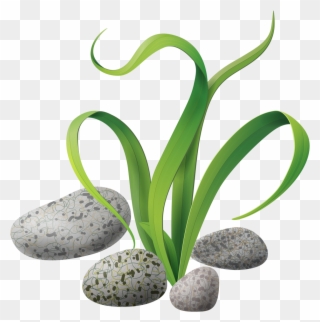 Яндекс - Фотки - Sea Plants Clipart Hd - Png Download