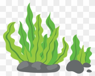 Clip Art Green Background - Seaweed Clipart - Png Download