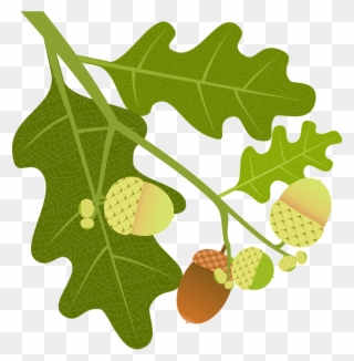 Acorn Clipart With Leaf - Png Download
