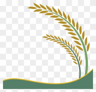Paddy Field Oryza Sativa Rice Crop Clip Art - Png Download