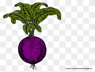 Beetroot Royalty Free Clipart Radish Clipart - Png Download
