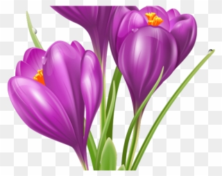 Crocus Clipart Cute Flower Garden - Png Download