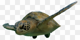 Swimming Turtle Png Clipart