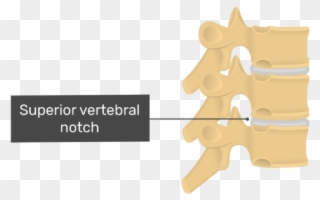 Articulated View Of The Superior Vertebral Notch Of - Thoracic Vertebrae Intervertebral Foramen Clipart