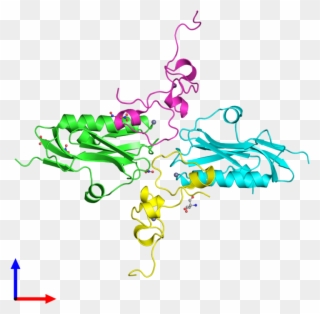 Pdb 2rhk Coloured By Chain And Viewed From The Front - Illustration Clipart