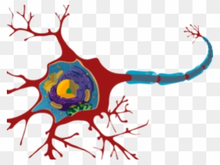 Ultraestructura De Una Neurona Clipart
