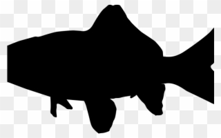 Trout Clipart Silhouette - Silhouettes Of A Shark - Png Download