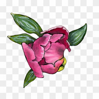 Peony Blossom - Japanese Camellia Clipart