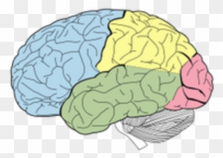 Lobes Of The Brain Without Labels Clipart
