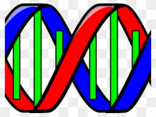 Dna Structure Clipart Simple - Double Helix Clip Art - Png Download