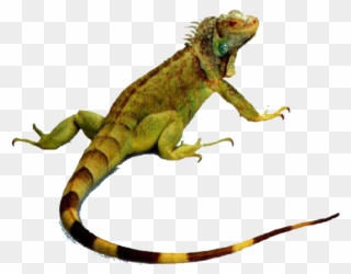 Iguanas - Animals That Crawl Lizard Clipart
