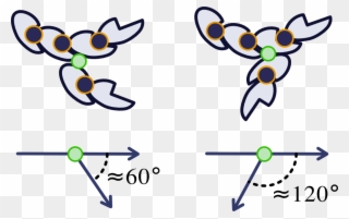 Ftsz Strong Lateral Bond At Different Angles - Cartoon Clipart