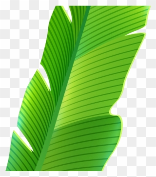Tropics Clipart Palm Frond - Banana Leaf Png Transparent Png