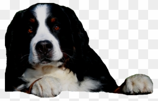 Bernese Mountain Dog For Sale - Bernese Mountain Dog Png Clipart