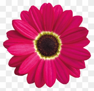 Pink Daisy Clipart Images Gallery For Free Myreal - Limpa Vidro De Carro - Png Download