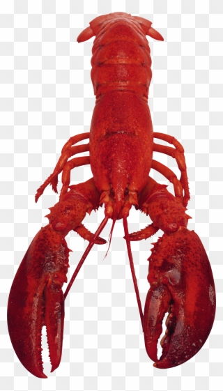 Lobster Png - Рак На Белом Фоне Clipart