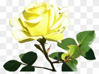 Yellow Rose Clipart Romantic Rose - Floribunda - Png Download