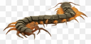 Close Up Of A Brown Centipede - Centipede Close Up Clipart