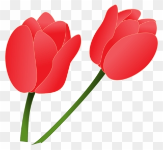 Tulip Clip Art - Flower Tulip Cartoon Png Transparent Png