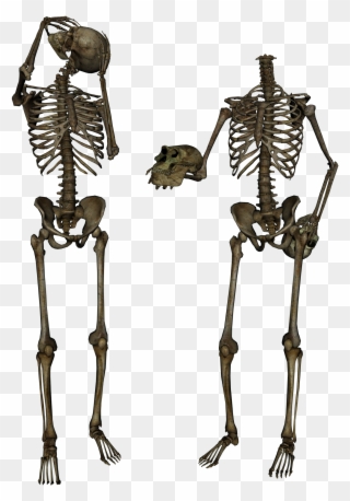 Png Photo, Skeletons, Skulls, Clip Art, Skull, Illustrations - Body Skeleton Png Transparent Png