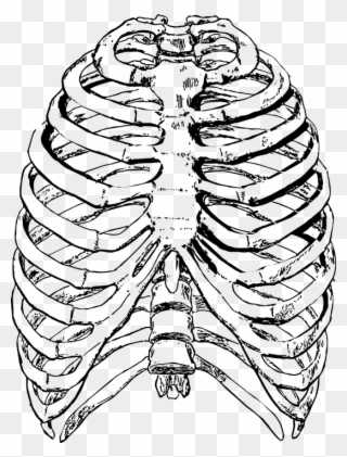 Clip Art Freeuse Cage Drawing Pixel - Human Rib Cage - Png Download