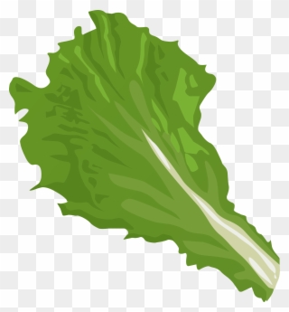 Lettuce At Getdrawings Com - Clipart Lettuce Leaf - Png Download