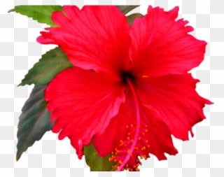 Hibiscus Clipart Red Hawaiian Flower - Flower Clip Art - Png Download