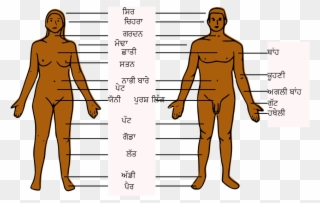 Body Parts Pictures - Human Boy Body Parts Clipart