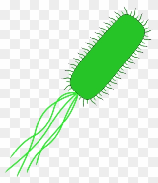 Clip Freeuse Download Bacteria Vector Cell - E Coli No Background - Png Download