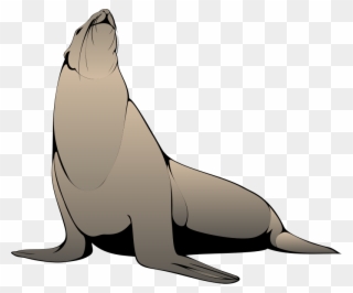 Seal Looking Up Clip Art - Seal Art - Png Download
