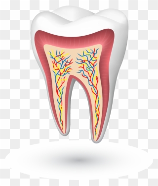 Birch Street Dentistry - Tooth Clipart