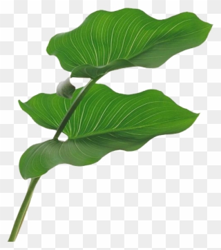 树叶素材 Leaf Clipart Pinclipart