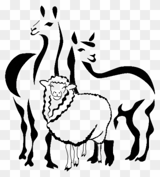Browse And Purchase From Llama Llama Ewe From The Comfort - Llama Animal Blanco Y Negro Clipart