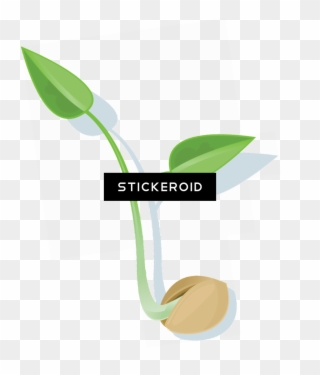 Seed - Graphic Design Clipart