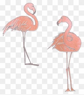 Collection Of Free Flamingo Vector Skeleton - Greater Flamingo Clipart