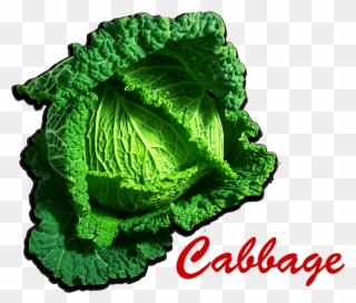 Cabbage Png Picture - Colegio Colbachini Clipart