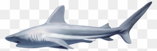 Shark Cartoon Five - Realistic Shark Png Clipart