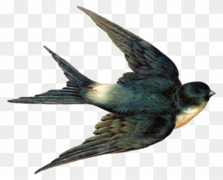 Vintage Swallows Bird Clipart