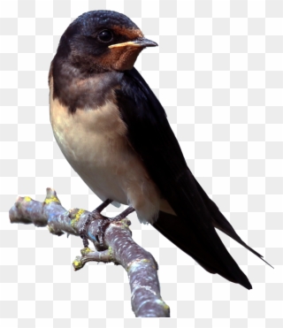 Download Barn Swallow Png Clipart - Swallow Png Transparent Png
