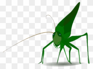 Border Clipart Insect - Grasshopper Clipart - Png Download