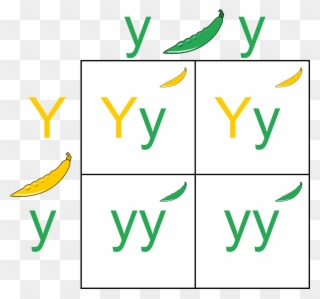 Anyone Who Has Taken A Basic Biology Course Has Been - Punnett Square Clipart