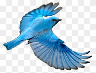 Free Png Download Flying Mountain Blue Bird Png Images - Mountain Blue Bird Png Clipart