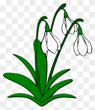 Minecraft In Face - Clip Art Snowdrops - Png Download
