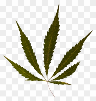 Weed Psd By Barlogpl - Cannabis Clipart