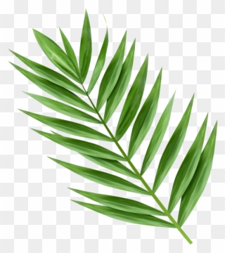 Hosanna Palm Branch Images - Palm Tree Branch Png Clipart