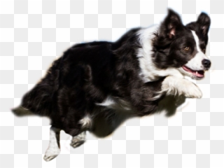 Agility Resources Thats My Super Dog Png Library Stock - Border Collie Agility Png Clipart