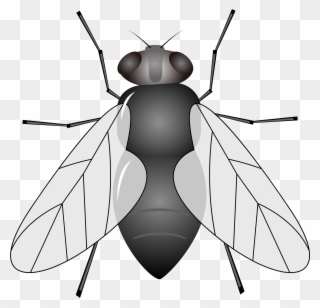 Insecto Mosca De Los Animales Clipart - Moscas Dibujo Png Transparent Png