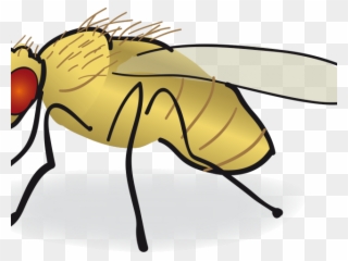 Fly Clipart Drosophila Melanogaster - Png Download