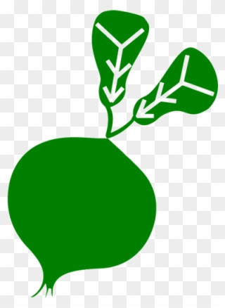 Onion - Illustration Clipart