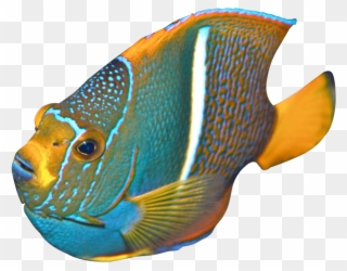 Free Png Download Angelfish Png Images Background Png - Transparent Angelfish Clipart